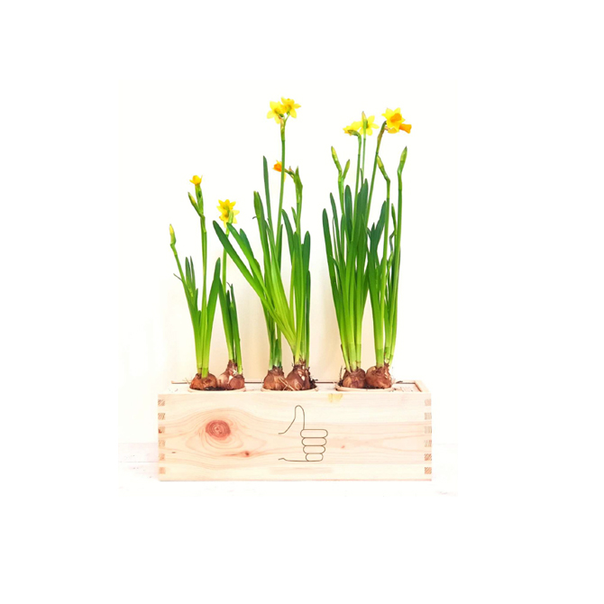 Bloom Box Schuelbe Promotion Service GmbH Werbeartikel, Werbemittel